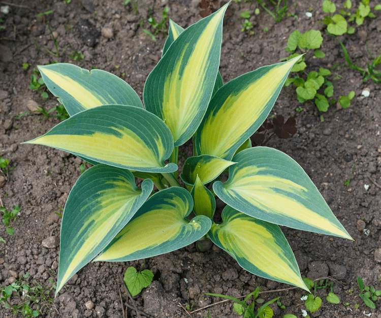 Хоста варієгатна (строката) з жовто-зеленим листям