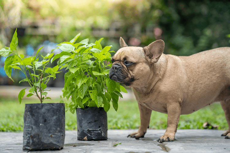 Захистити собаку від отруйних рослин